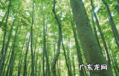 原始森林造句二年级 森林造句子一年级简单短句