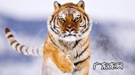 生肖虎命中有两大贵人 生肖虎命中有两大贵人是男是女