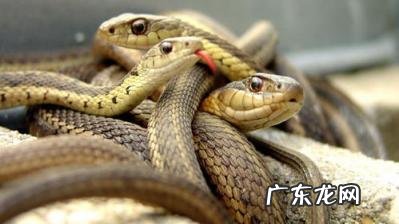 小孩做梦梦到蛇咬自己是什么意思 做梦梦到蛇是什么征兆,还被蛇咬,把蛇打死了