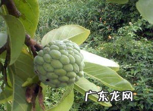 刺果番荔枝干叶子 番荔枝图片大全大图
