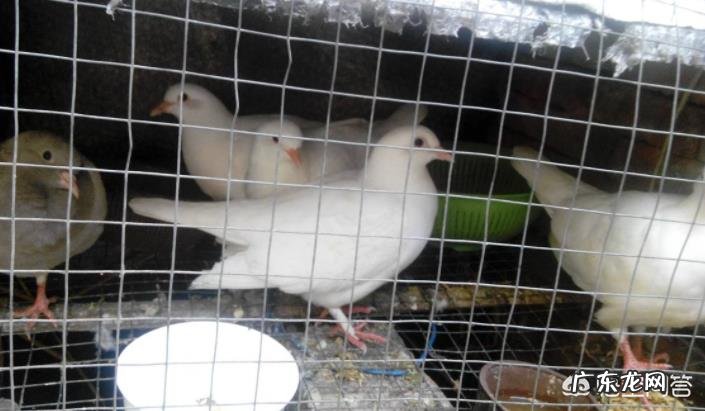 乳鸽和老鸽，哪个营养价值高？