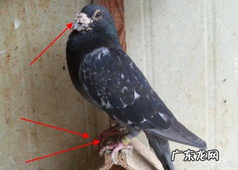 乳鸽和老鸽，哪个营养价值高？