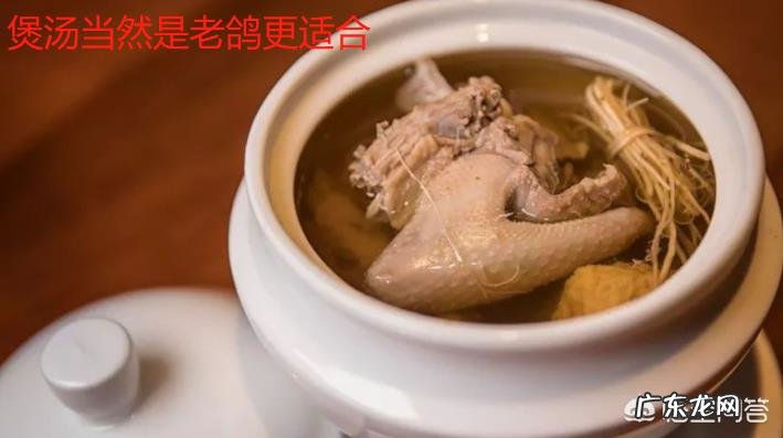 乳鸽和老鸽,哪个营养价值高?