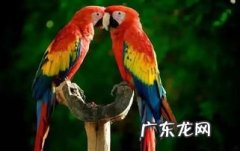 鹦鹉的种类及图片大全名称 牡丹鹦鹉种类图和名字图片