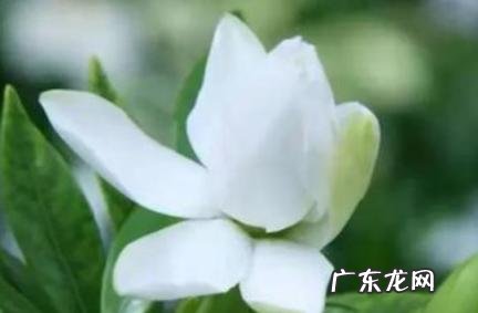 朋友圈万能神评论段子简短 朋友圈万能神评论段子简短舔狗