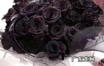 黑玫瑰一生只能送一个人吗 黑玫瑰一生只能送一个人吗女