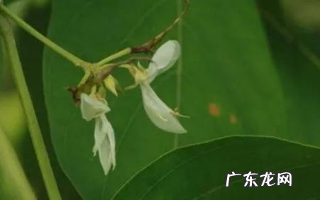 孕妇可以吃苏花吗 苏花的功效与作用