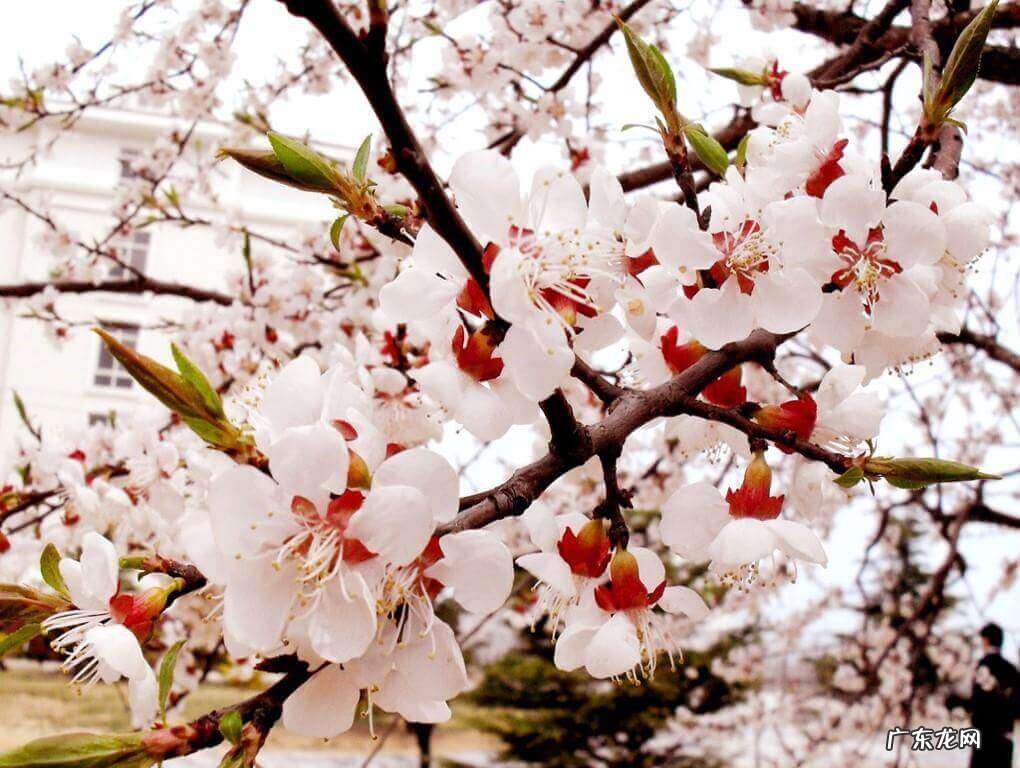 红杏出墙是指什么