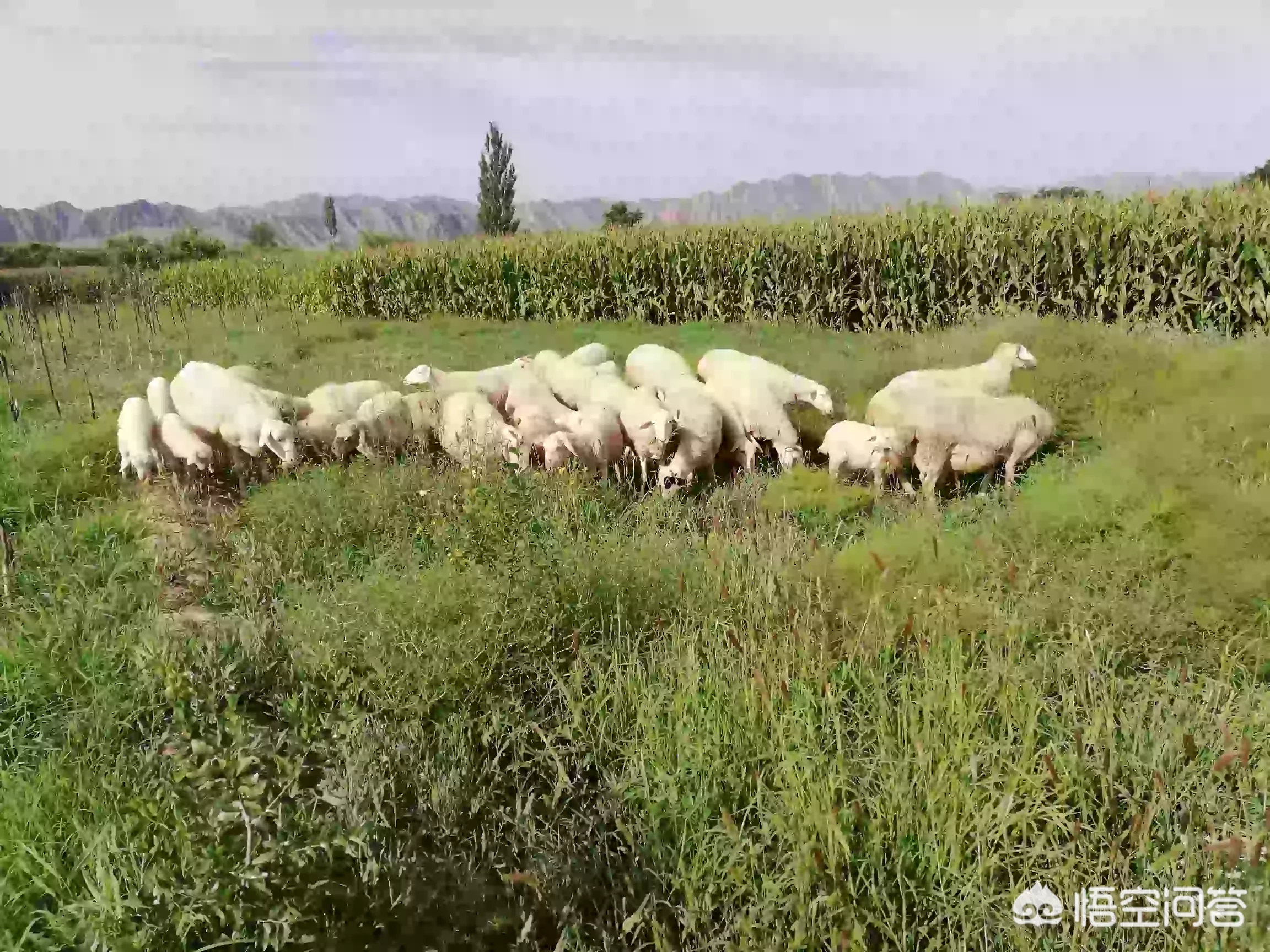 你有哪些成功的经历?主要是靠什么成功的?