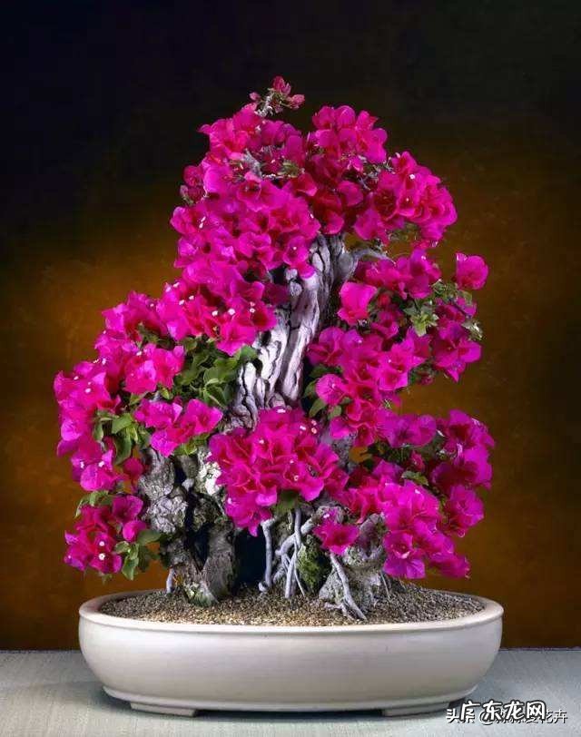 北方地区冬季该如何养护三角梅?有什么小妙招吗?