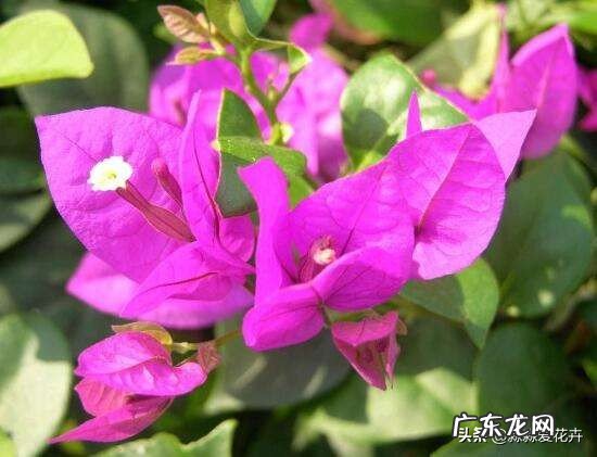 北方地区冬季该如何养护三角梅?有什么小妙招吗?