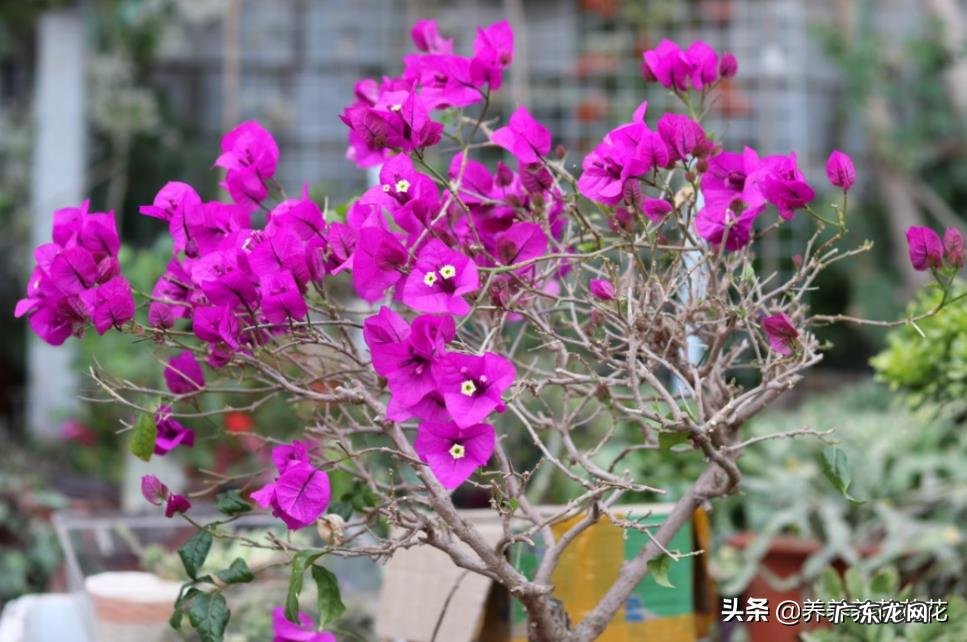 北方地区冬季该如何养护三角梅?有什么小妙招吗?