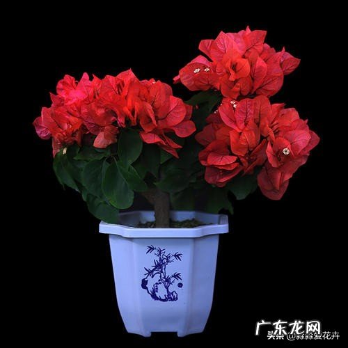 北方地区冬季该如何养护三角梅?有什么小妙招吗?