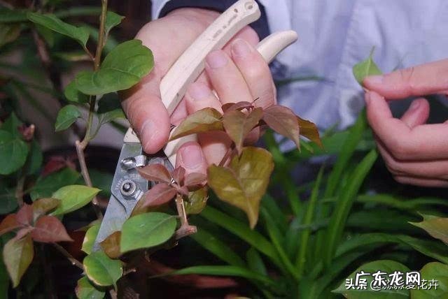 北方地区冬季该如何养护三角梅?有什么小妙招吗?