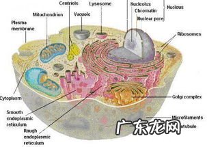高中生物细胞学说的内容 高一细胞学说的内容是什么样的