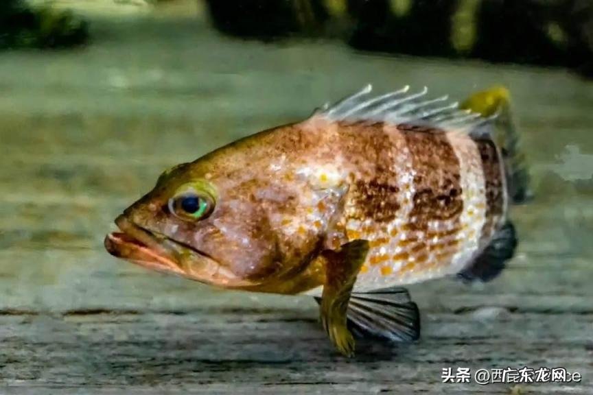 龙胆石斑鱼多少钱一斤 龙胆石斑鱼价格多少一斤