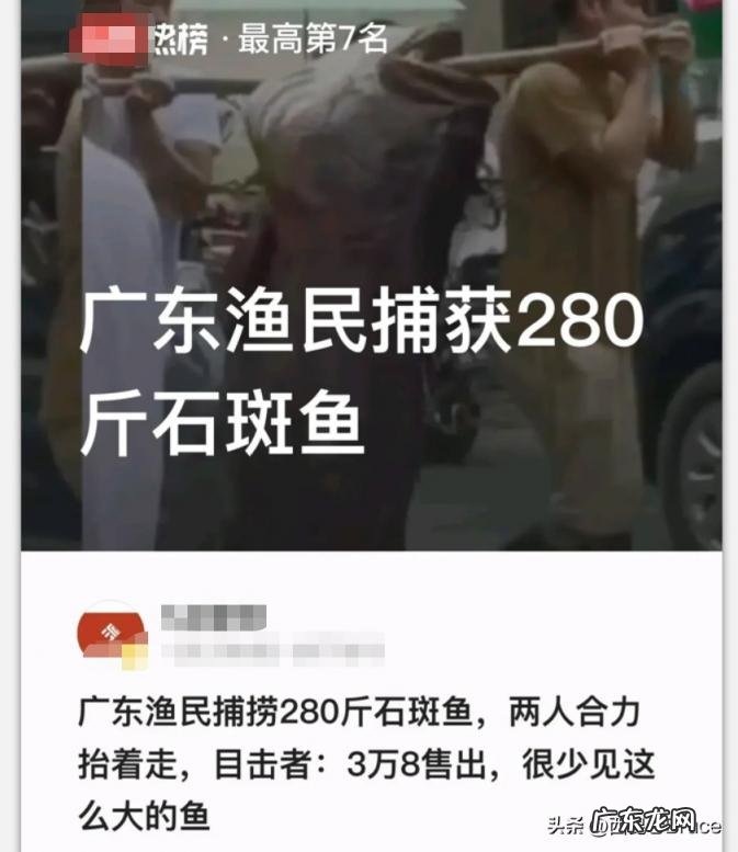 龙胆石斑鱼多少钱一斤 龙胆石斑鱼价格多少一斤