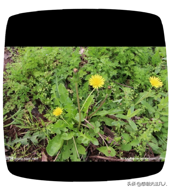 农村路旁抗癌的野菜有哪几种?