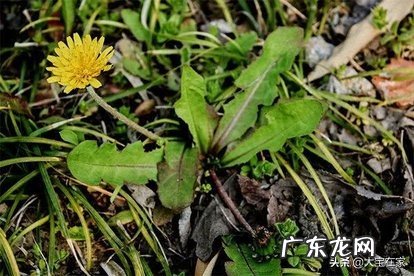 农村路旁抗癌的野菜有哪几种?