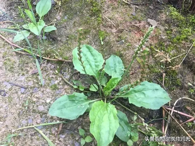 农村路旁抗癌的野菜有哪几种?