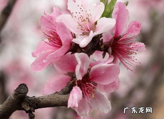 为什么会患上桃花癫 桃花癫的原因