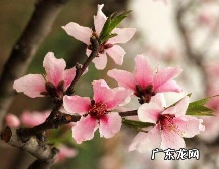 为什么会患上桃花癫 桃花癫的原因