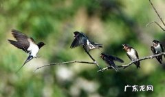 家破人亡的八种风水 家破人亡的八种风水大门口哇 阴阳八卦镜