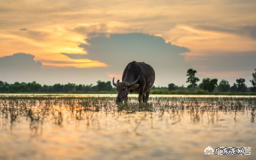 古时黄河上拉铁索桥的为什么是黄河大铁牛,而不是其它动物?