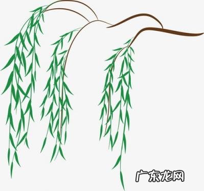 柳叶的简笔画怎么画 柳叶怎么画简单好看