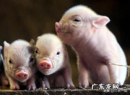 刘永好称明年猪肉价格将恢复正常，你认为呢？