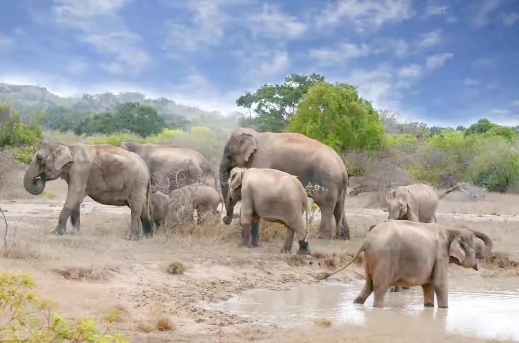 亚洲象向昆明进发引担心:为什么麻醉枪阻止不了这群迷路的大象?