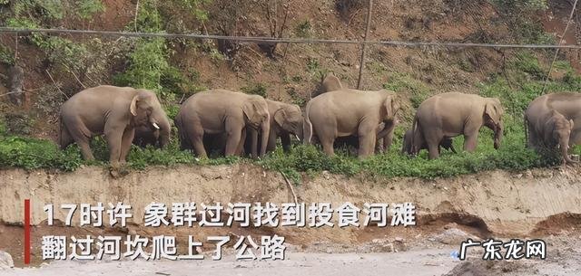 亚洲象向昆明进发引担心:为什么麻醉枪阻止不了这群迷路的大象?