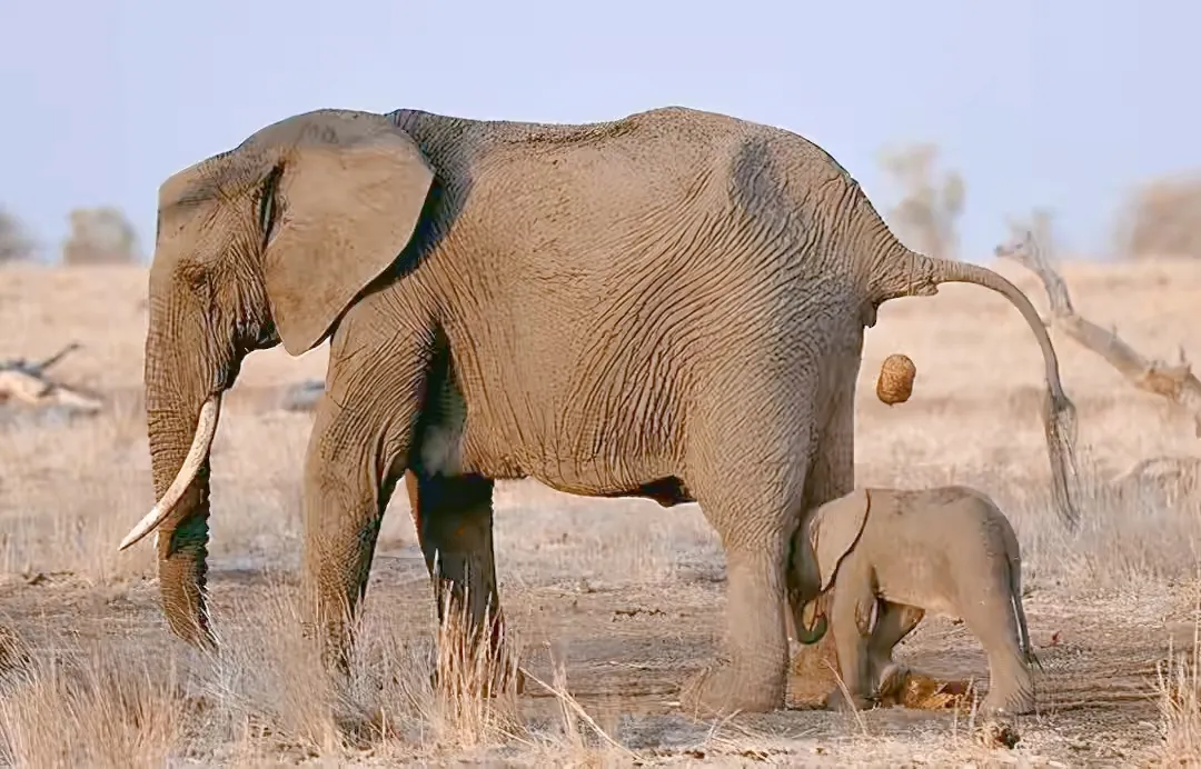 亚洲象向昆明进发引担心:为什么麻醉枪阻止不了这群迷路的大象?