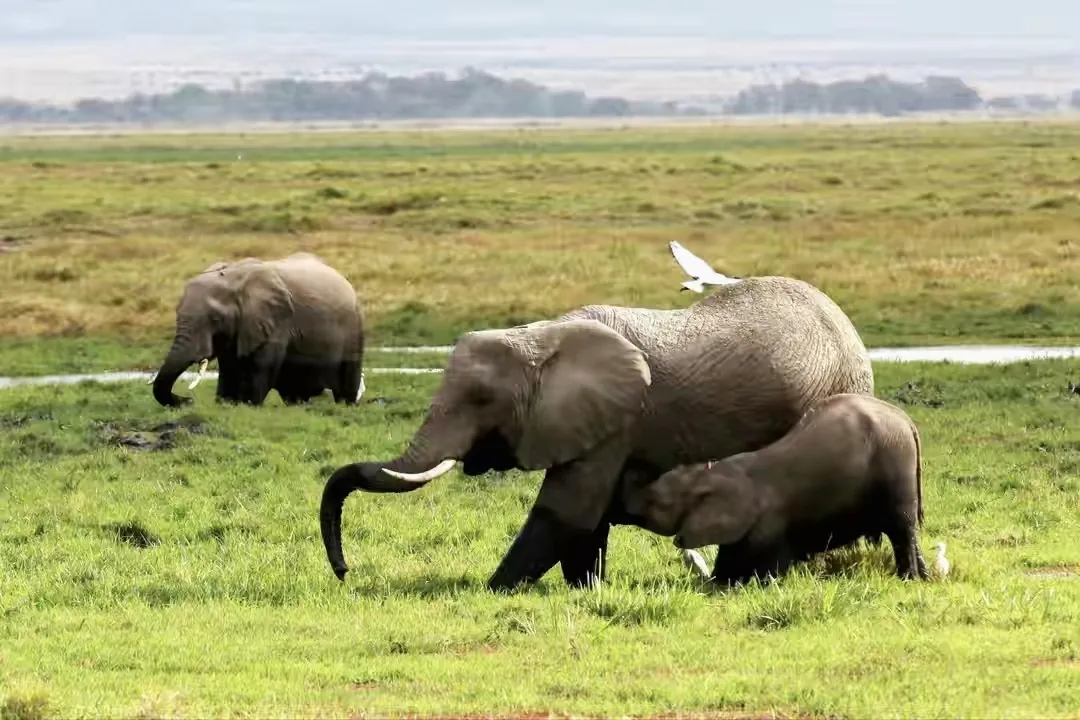 亚洲象向昆明进发引担心:为什么麻醉枪阻止不了这群迷路的大象?