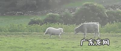 你有能让你笑一辈子的笑话或者图片吗?