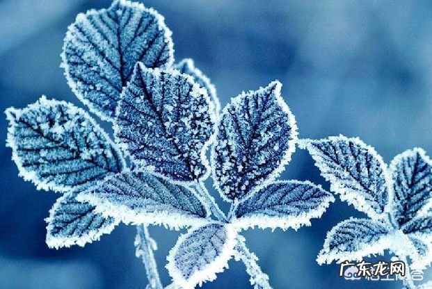 “一年补透透,不如补霜降”,霜降过后,该如何养生,助力冬季少生病?