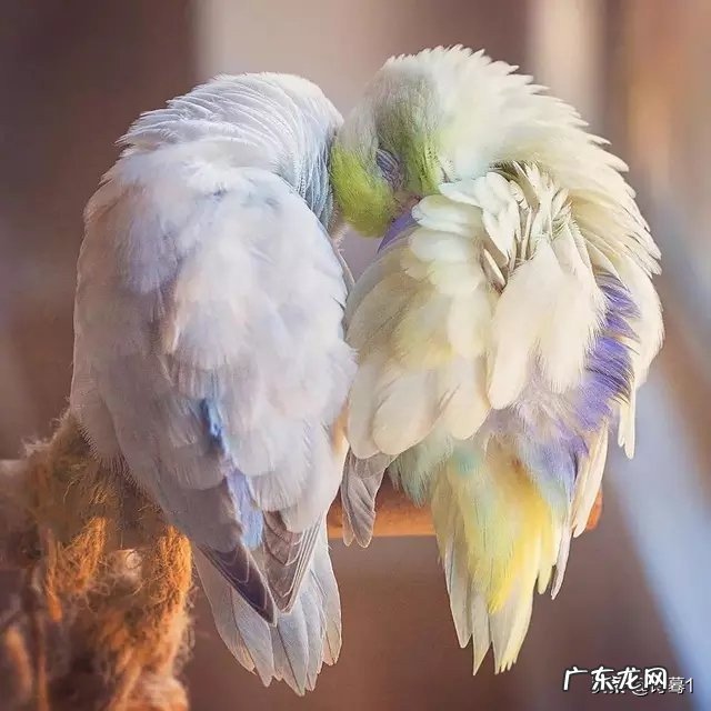 古诗词里的七夕溯源,现代人的七夕还浪漫吗?