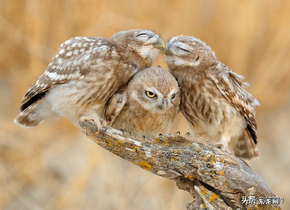 古诗词里的七夕溯源,现代人的七夕还浪漫吗?