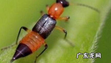 隐翅虫一般是群居还是一只 隐翅虫一般是群居还是一只幼崽