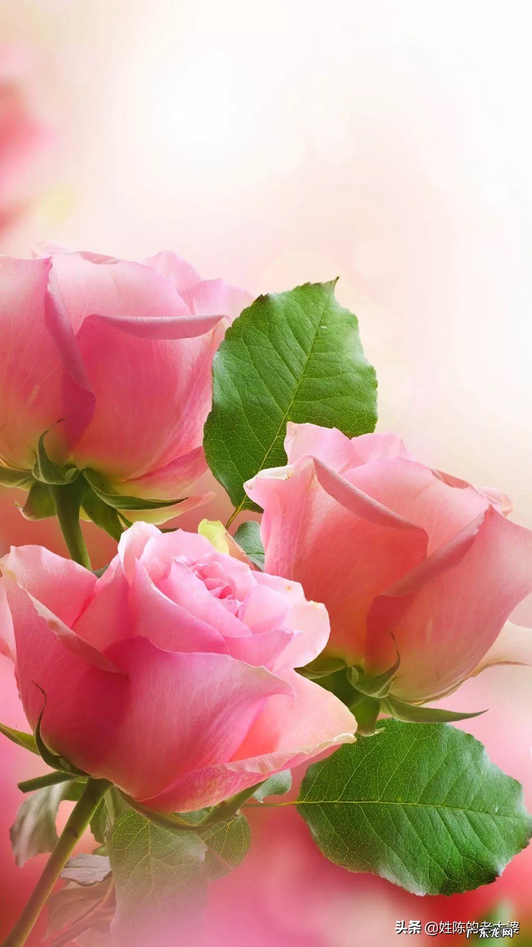 可爱可爱,可怜没人爱怎么办?