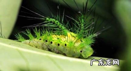 八角丁有毒吗?被八角丁蛰了最好的处理方法 被八角丁毒后怎么治