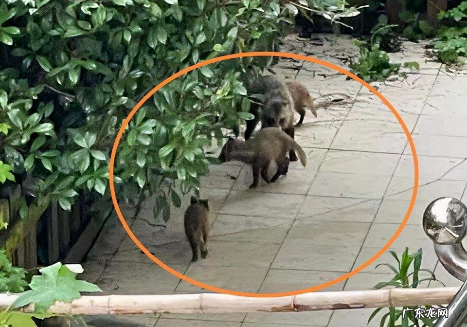 貉子是什么动物怎么读 貉子属于什么动物