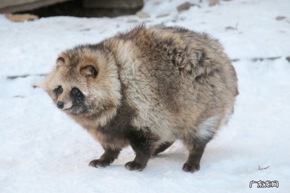 貉子是什么动物怎么读 貉子属于什么动物