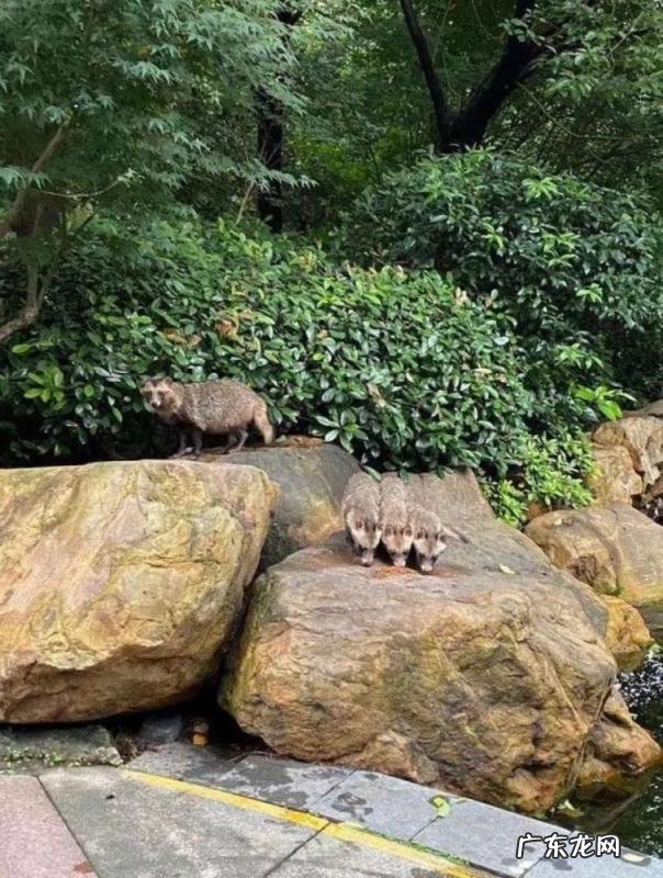 貉子是什么动物怎么读 貉子属于什么动物