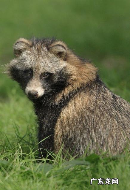 貉子是什么动物怎么读 貉子属于什么动物