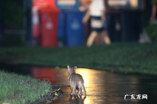 貉子是什么动物怎么读 貉子属于什么动物