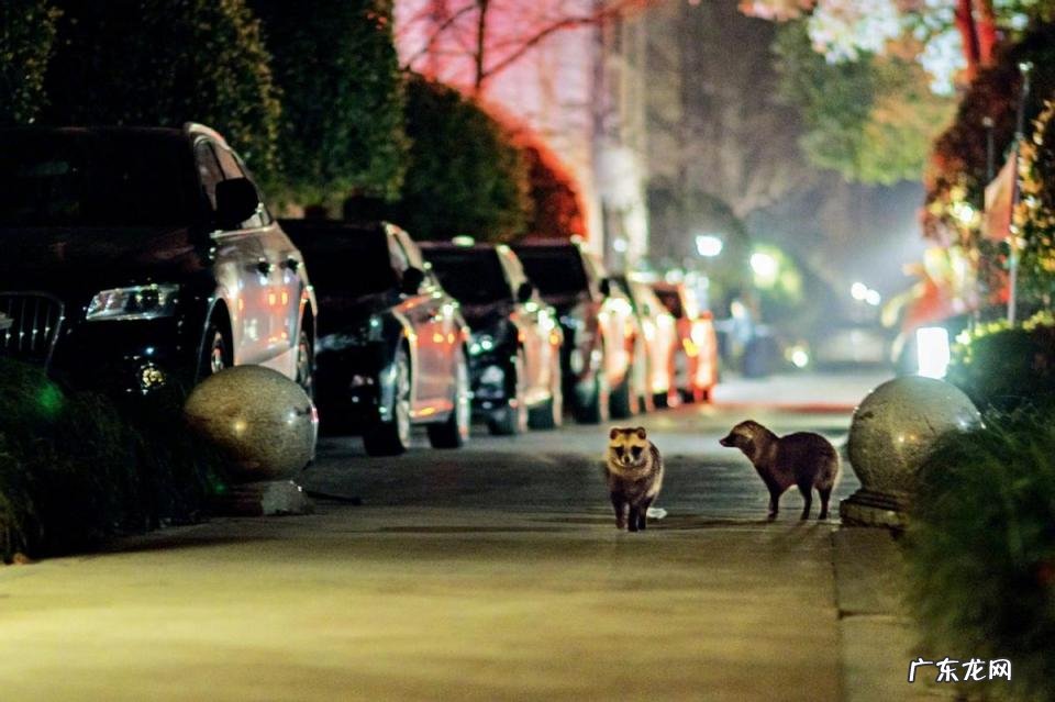 貉子是什么动物怎么读 貉子属于什么动物