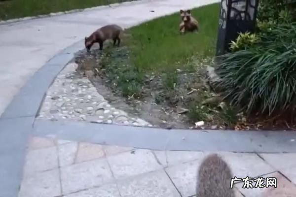 貉子是什么动物怎么读 貉子属于什么动物