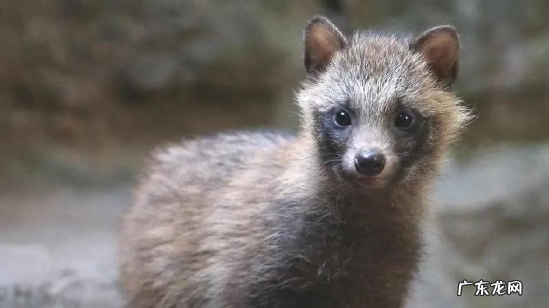 貉子是什么动物怎么读 貉子属于什么动物