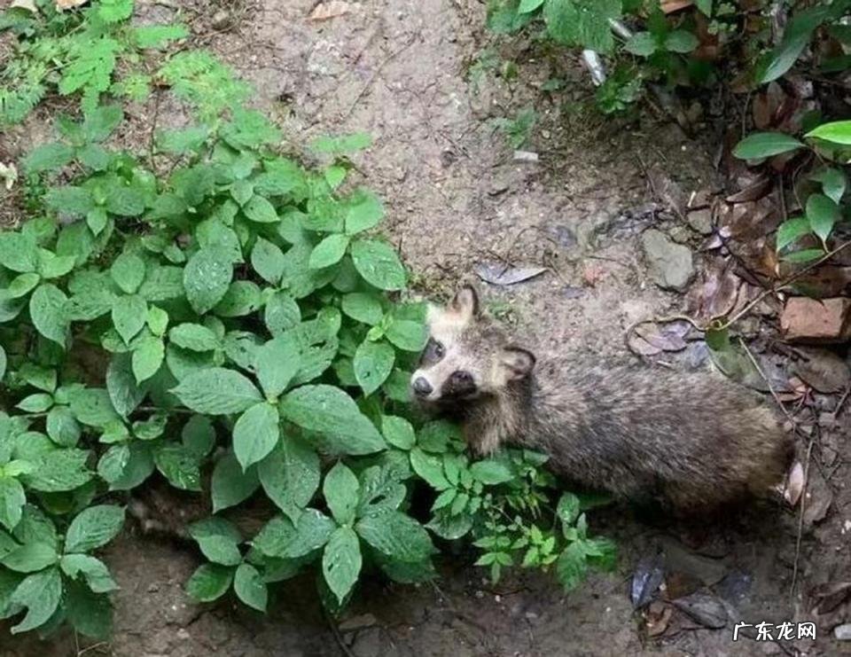 貉子是什么动物怎么读 貉子属于什么动物